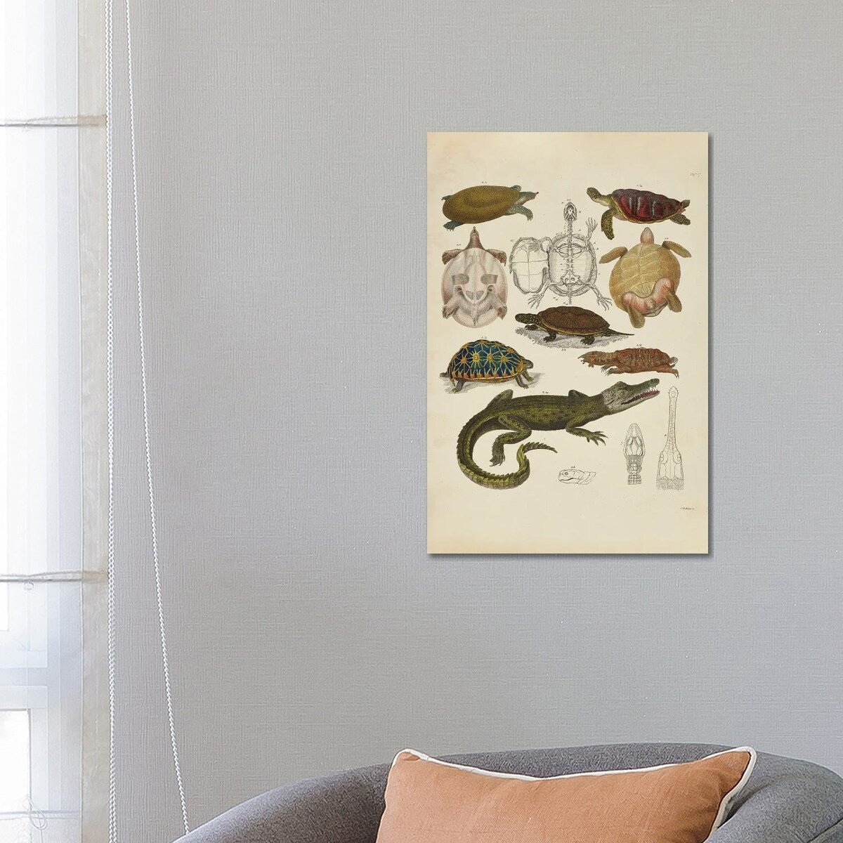 iCanvas "Schildkroten, Krokodile - Turtles, Crocodiles" by Natural History Museum (UK) Canvas Print