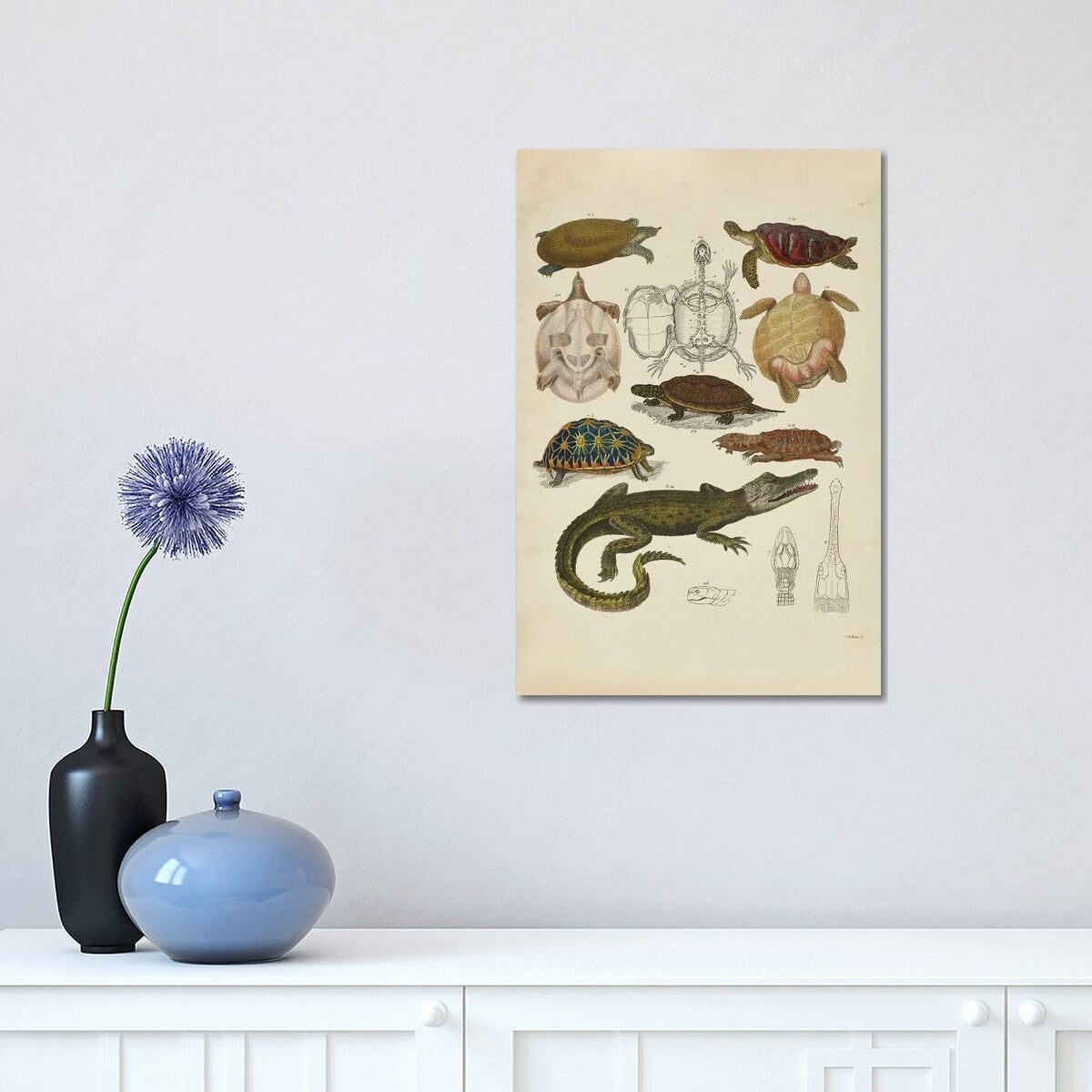 iCanvas "Schildkroten, Krokodile - Turtles, Crocodiles" by Natural History Museum (UK) Canvas Print