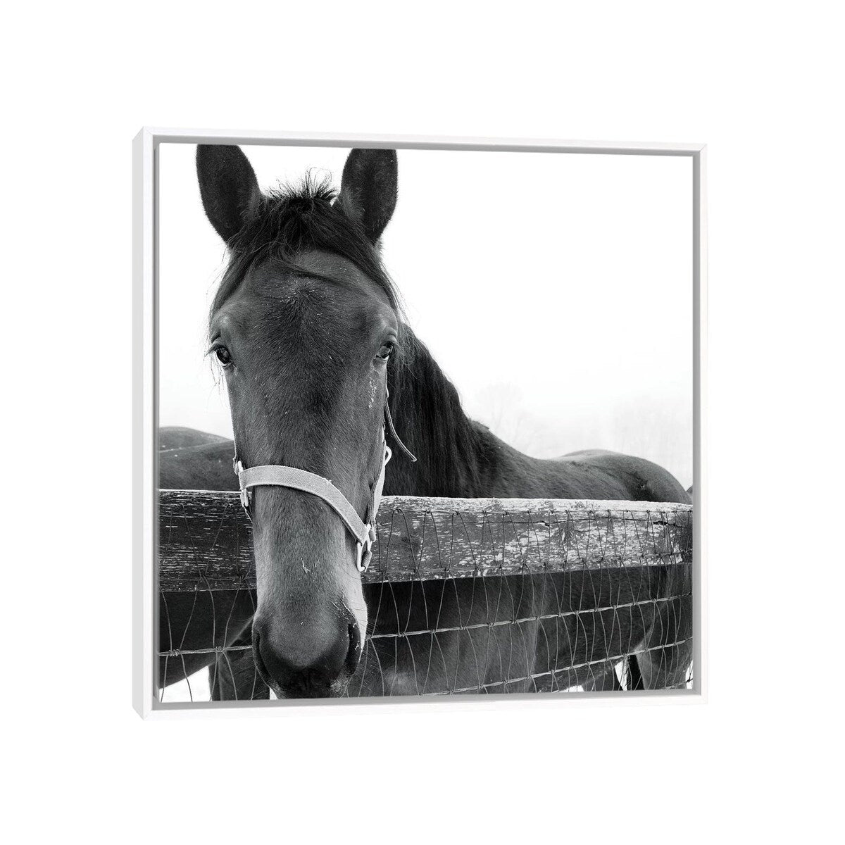 iCanvas "Solo" by Erin Clark Framed Canvas Print
