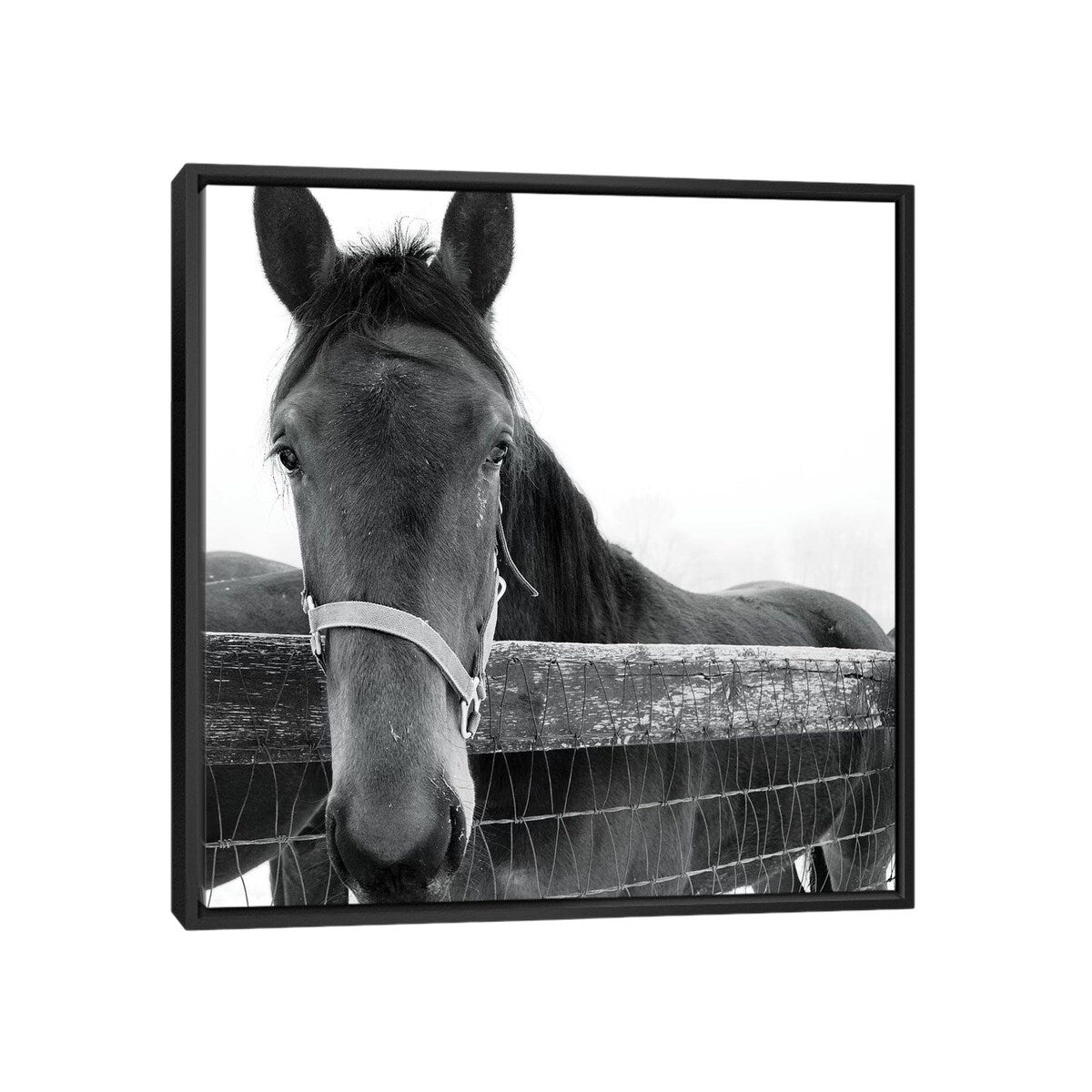 iCanvas "Solo" by Erin Clark Framed Canvas Print