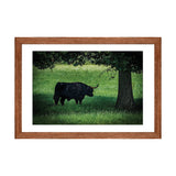 iCanvas "The Longhorn" by Chris Lord