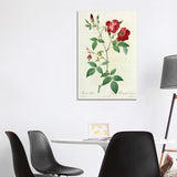 iCanvas "Velvet China Rose, Painting By Pierre Joseph Redoute (1759-1840)" by Natural History Museum (UK) Canvas Print