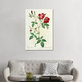 iCanvas "Velvet China Rose, Painting By Pierre Joseph Redoute (1759-1840)" by Natural History Museum (UK) Canvas Print