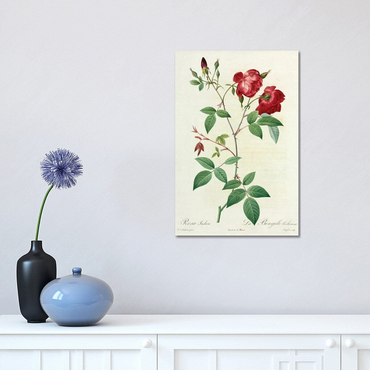 iCanvas "Velvet China Rose, Painting By Pierre Joseph Redoute (1759-1840)" by Natural History Museum (UK) Canvas Print