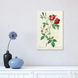 iCanvas "Velvet China Rose, Painting By Pierre Joseph Redoute (1759-1840)" by Natural History Museum (UK) Canvas Print