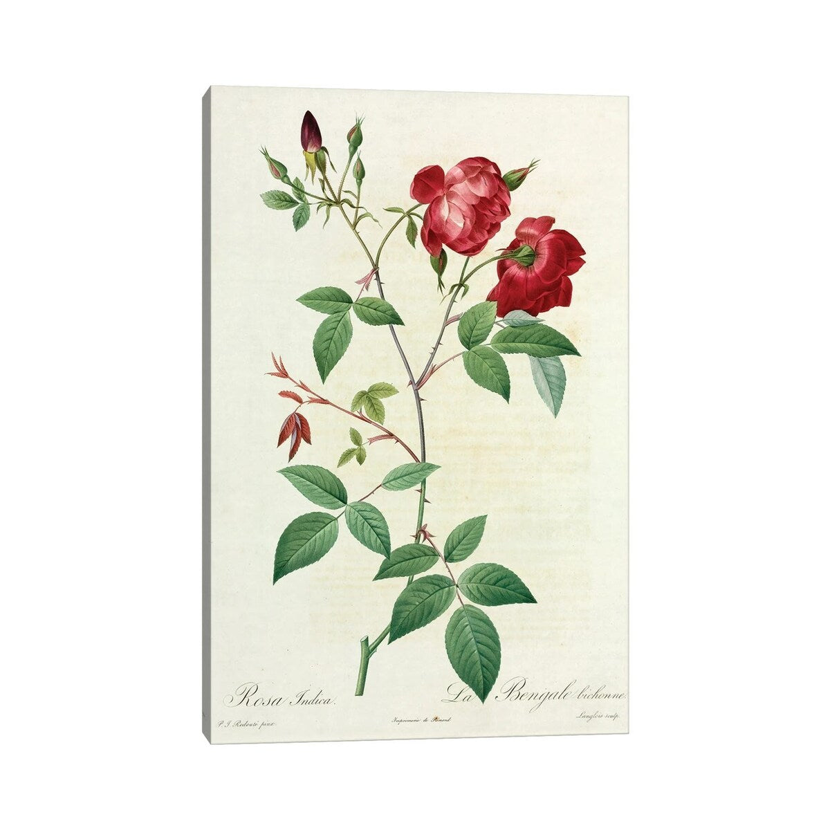 iCanvas "Velvet China Rose, Painting By Pierre Joseph Redoute (1759-1840)" by Natural History Museum (UK) Canvas Print