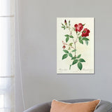 iCanvas "Velvet China Rose, Painting By Pierre Joseph Redoute (1759-1840)" by Natural History Museum (UK) Canvas Print